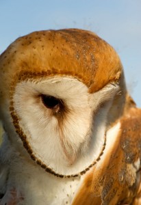 The barn owl is one of the other 1,900 species at risk in BC without legislated protection. Photo: Isabelle Groc.