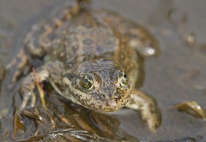 The Oregon spotted frog is Canada's most endangered amphibian. (Photo: Isabelle Groc)